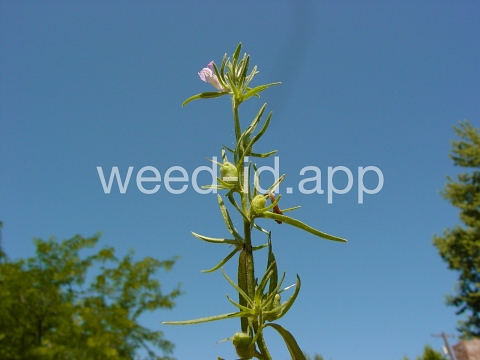 snapdragon, lesser